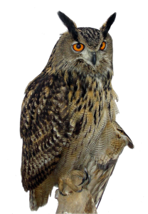 Owl PNG-26768